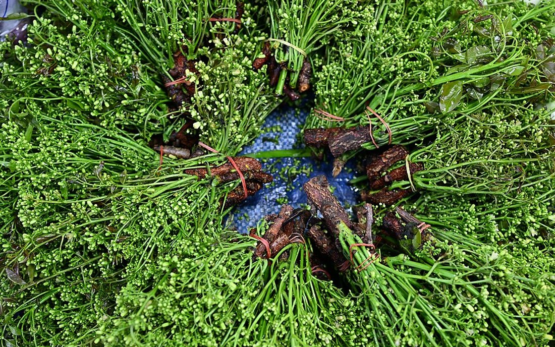 Variedade de ervas verdes frescas usadas em banhos de limpeza